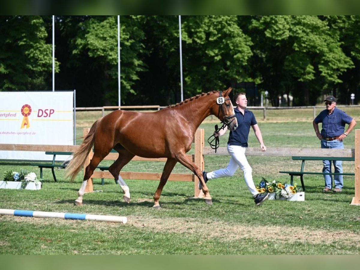 Más caballos centroeuropeos Yegua 4 años 163 cm Alazán in Haarbach