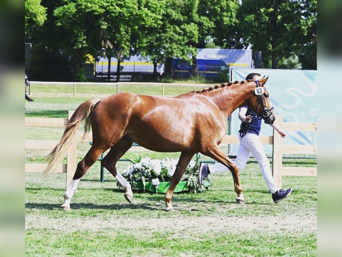 Más caballos centroeuropeos Yegua 4 años 163 cm Alazán in Haarbach