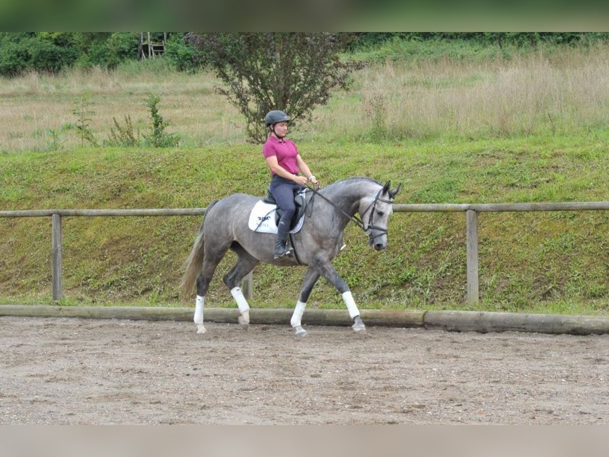 Más caballos centroeuropeos Yegua 4 años 163 cm Tordo in Wellheim