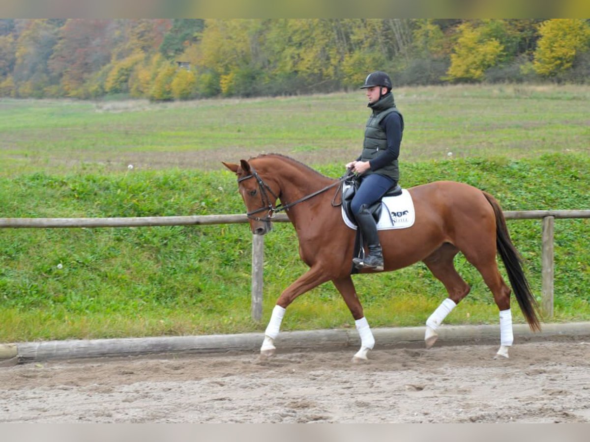 Más caballos centroeuropeos Yegua 4 años 167 cm Alazán-tostado in Wellheim