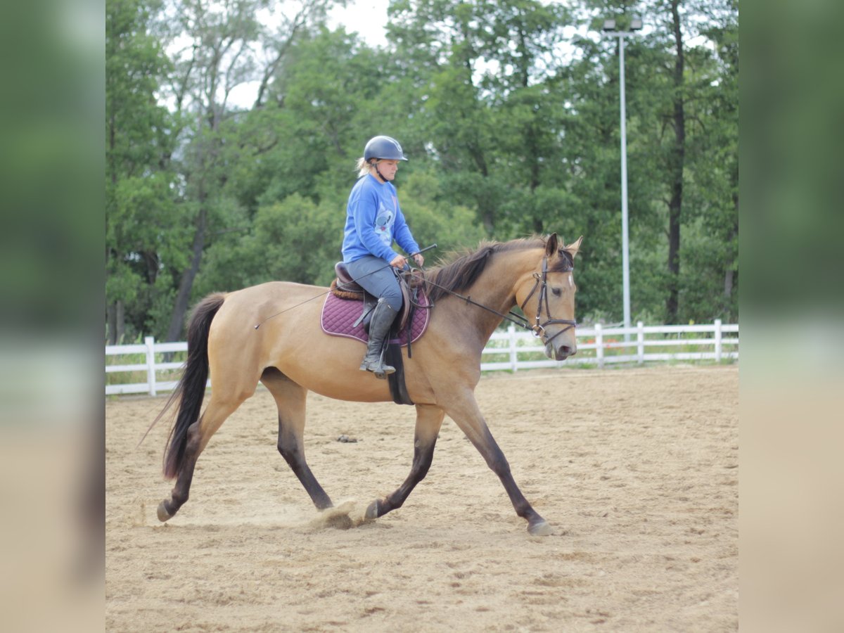 Más caballos centroeuropeos Mestizo Yegua 4 años 172 cm Buckskin/Bayo in Wieżyca