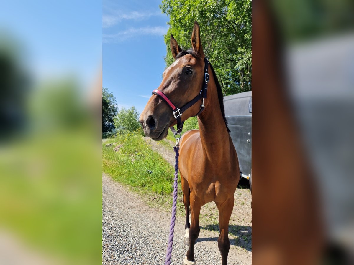 Más caballos centroeuropeos Yegua 4 años 175 cm Castaño rojizo in Sandnes