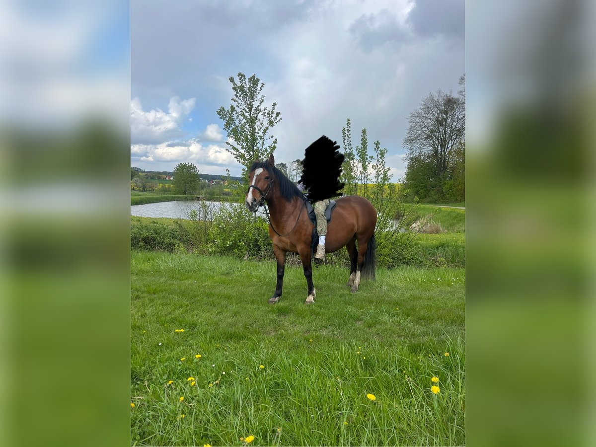 Más caballos centroeuropeos Yegua 5 años 155 cm Alazán-tostado in Uehlfeld