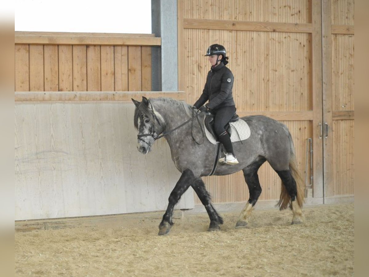 Más caballos centroeuropeos Yegua 5 años 155 cm Tordo in Wellheim