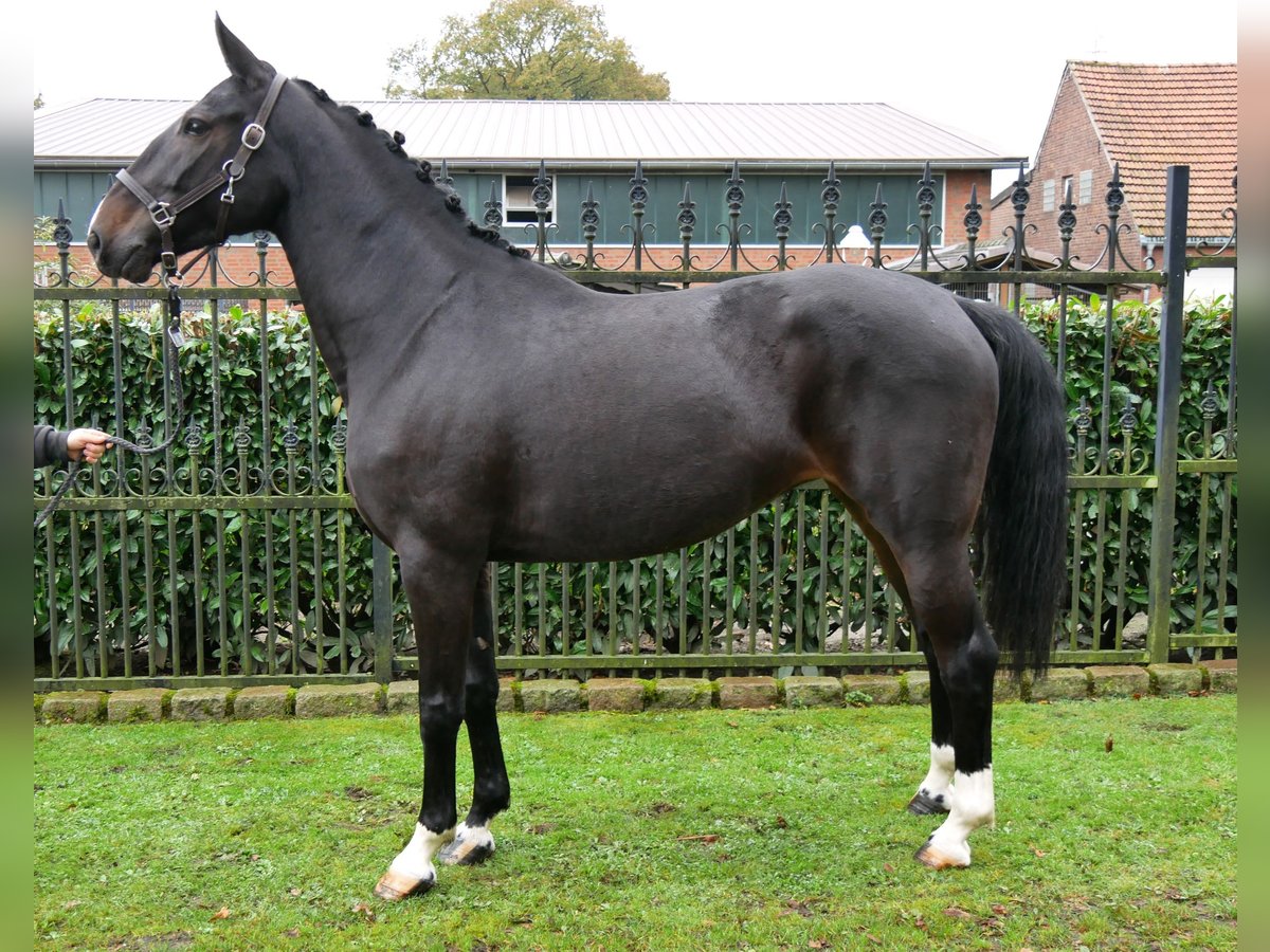 Más caballos centroeuropeos Yegua 5 años 160 cm in Dorsten