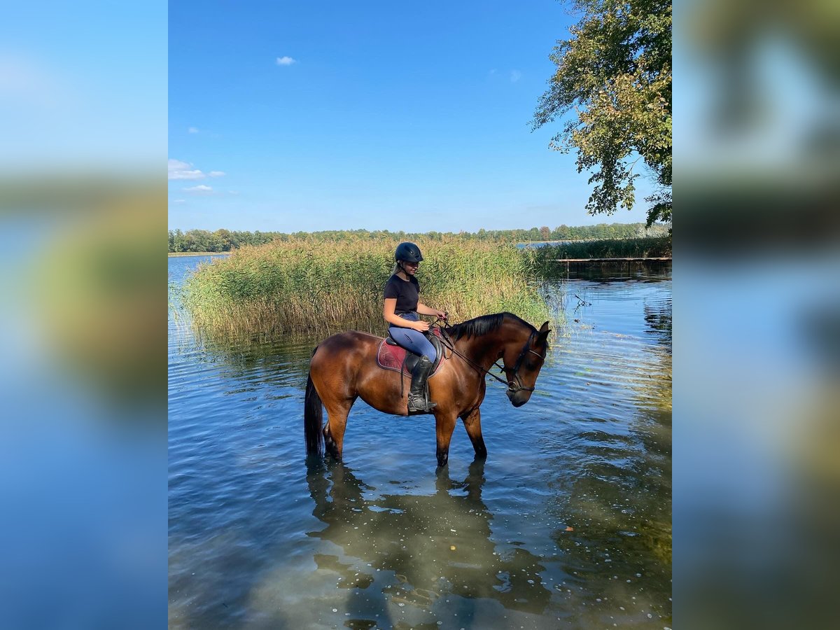 Más caballos centroeuropeos Mestizo Yegua 5 años 160 cm Castaño in Ełk