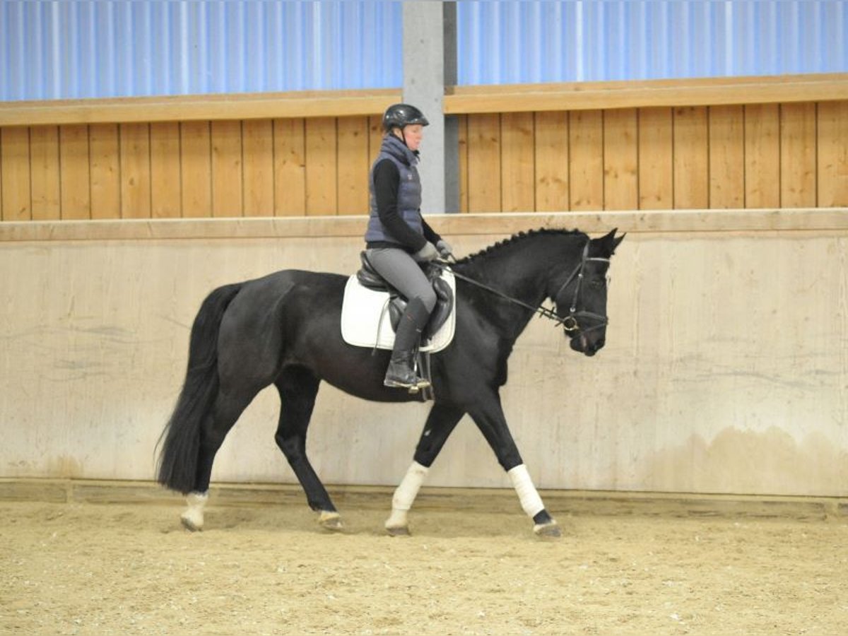 Más caballos centroeuropeos Yegua 5 años 160 cm Negro in Wellheim