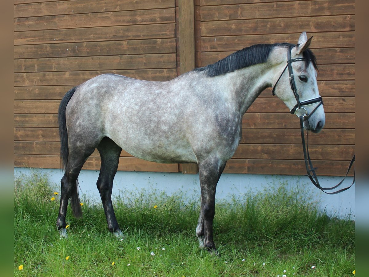 Más caballos centroeuropeos Yegua 5 años 160 cm Tordo rodado in Wartenberg