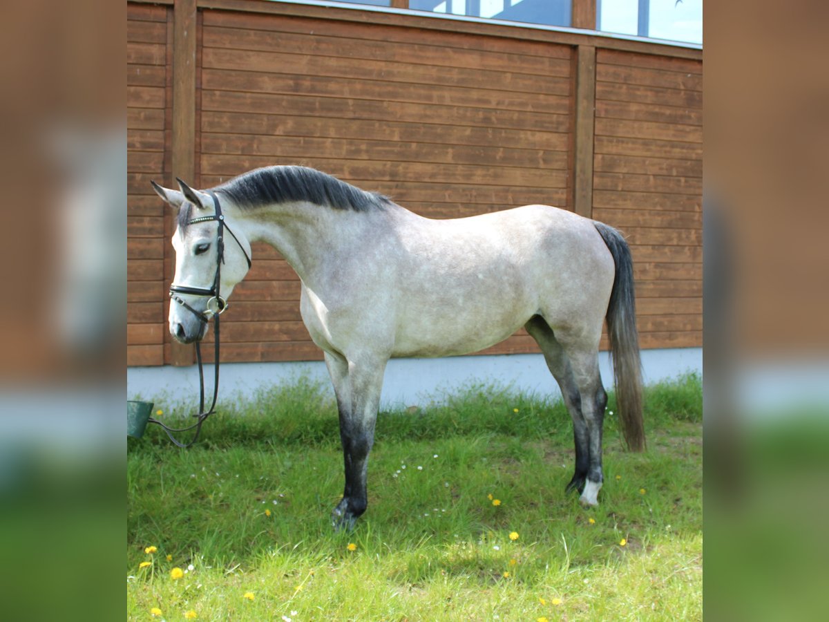 Más caballos centroeuropeos Yegua 5 años 160 cm Tordo rodado in Wartenberg