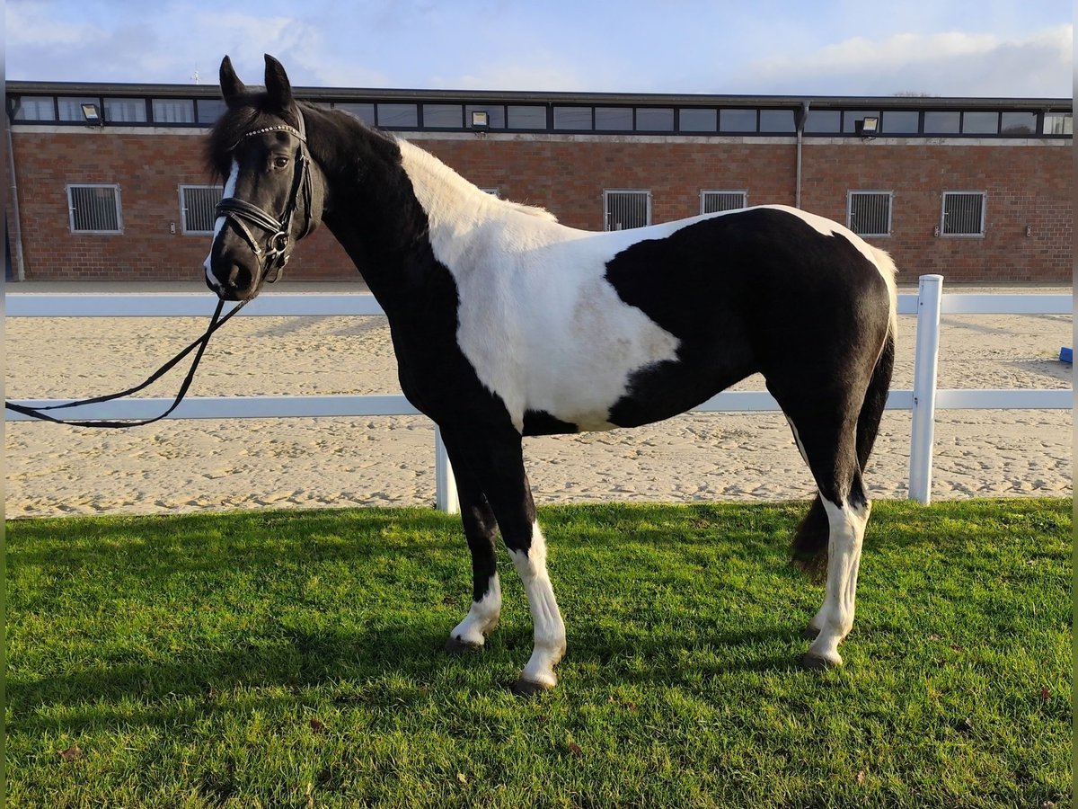 Más caballos centroeuropeos Yegua 5 años 162 cm Pío in Bad Laer