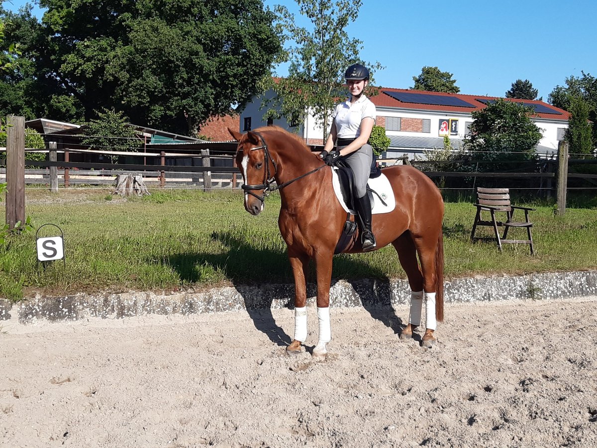 Más caballos centroeuropeos Yegua 5 años 165 cm Alazán-tostado in Uetze