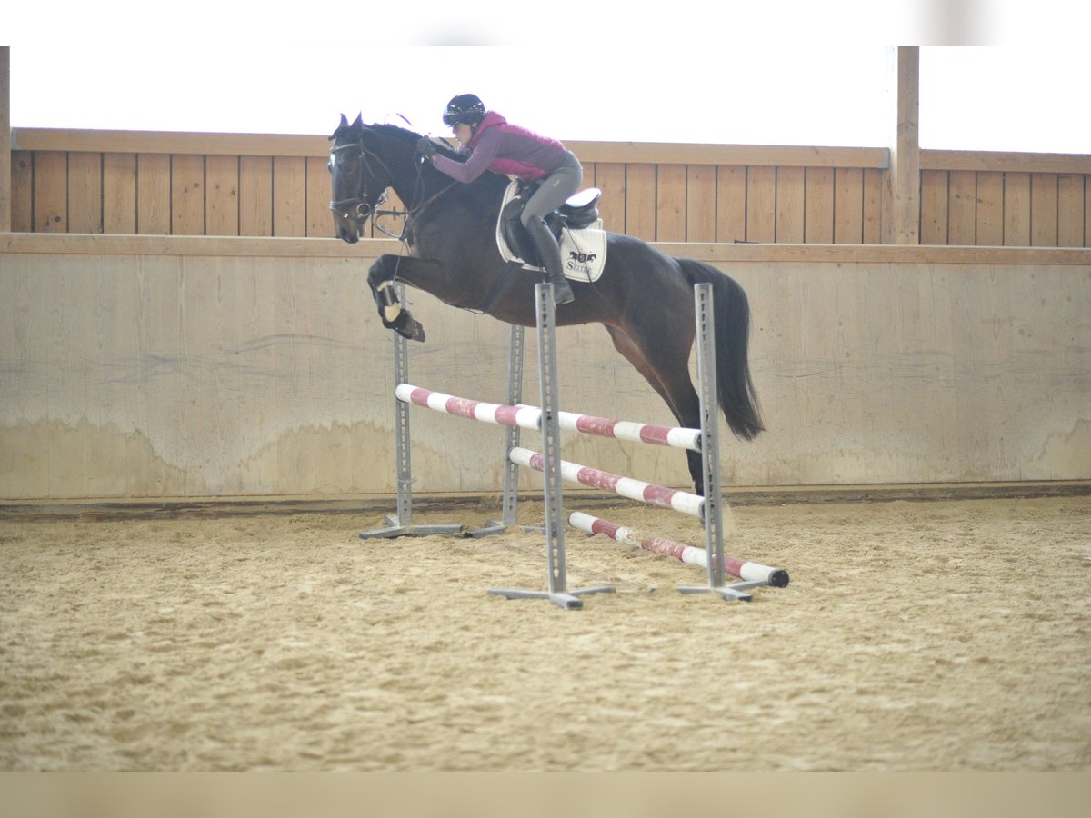 Más caballos centroeuropeos Yegua 5 años 165 cm Castaño oscuro in Wellheim