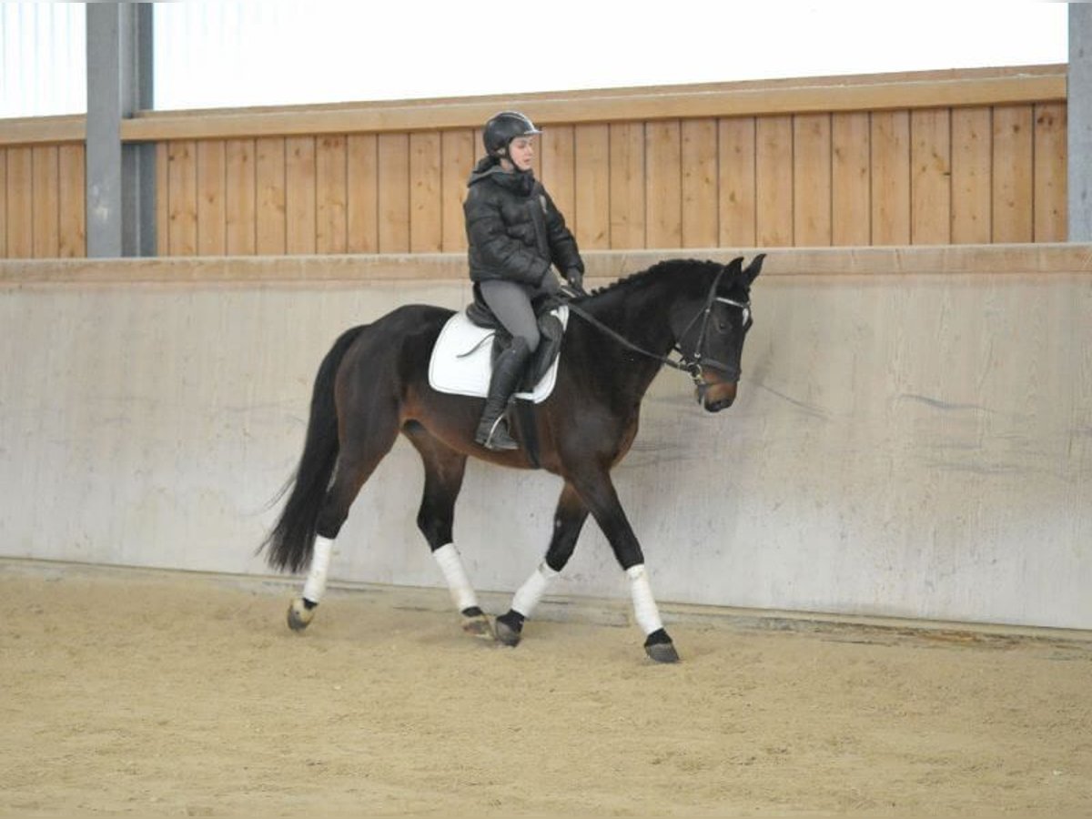 Más caballos centroeuropeos Yegua 5 años 165 cm Castaño oscuro in Wellheim