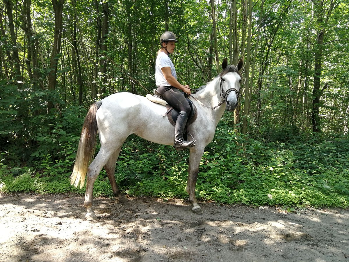 Más caballos centroeuropeos Yegua 5 años 165 cm Tordo in Euskirchen