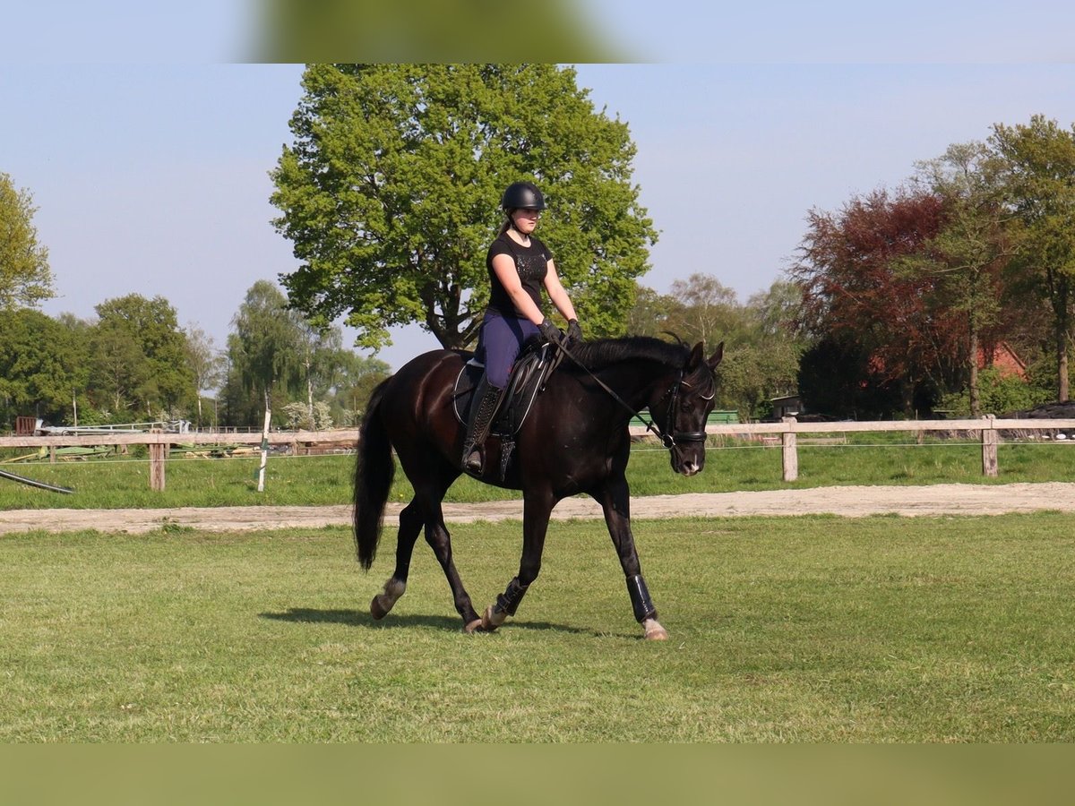 Más caballos centroeuropeos Yegua 5 años 167 cm Negro in Syke