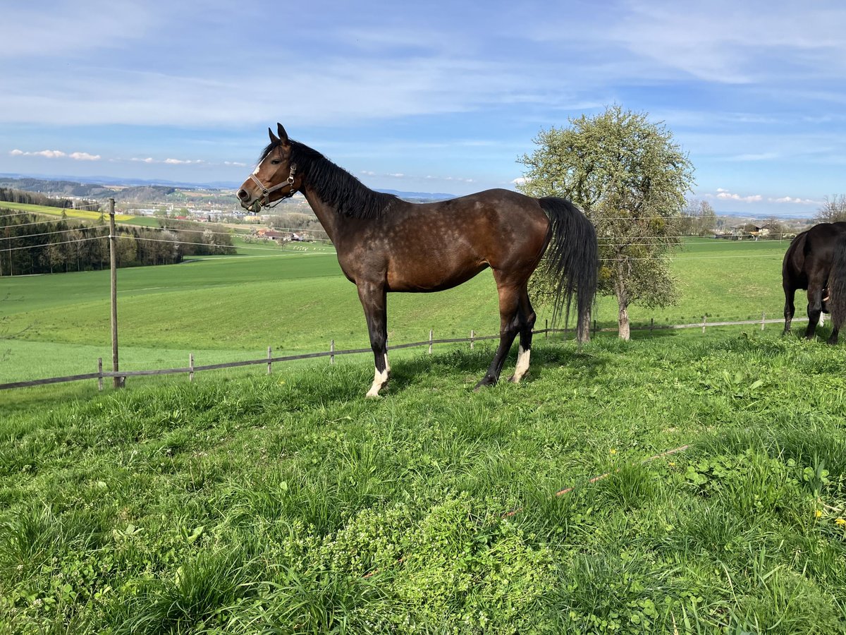 Más caballos centroeuropeos Yegua 5 años Castaño in Karchham