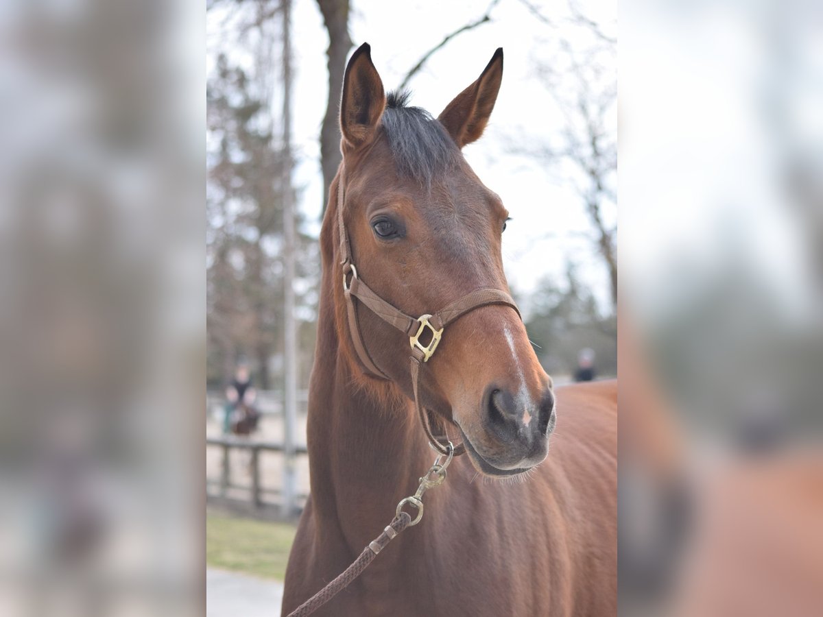 Más caballos centroeuropeos Yegua 5 años Castaño in Colmar