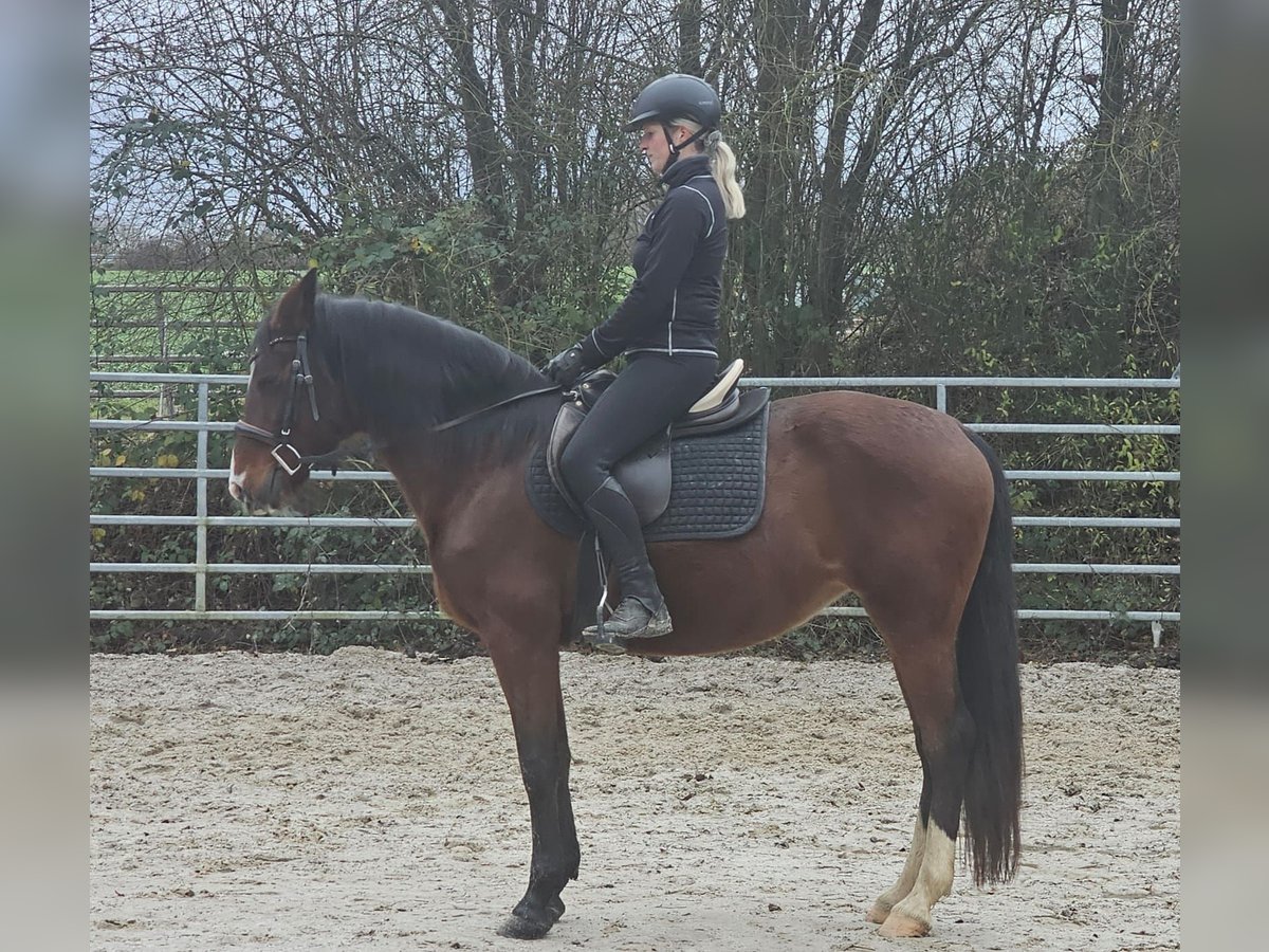 Más caballos centroeuropeos Yegua 6 años 152 cm Castaño in Bad Camberg