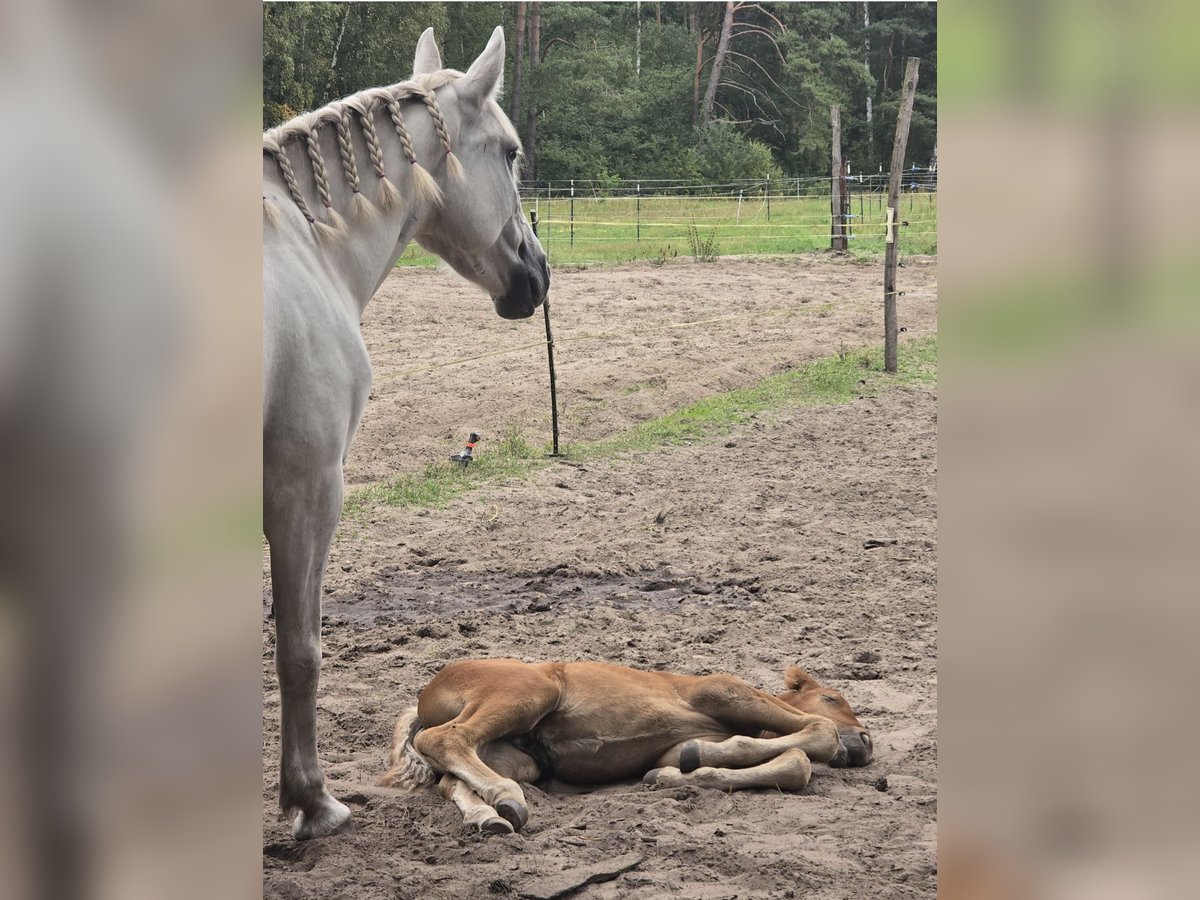 Más caballos centroeuropeos Yegua 6 años 155 cm Tordo in M&#xFC;hlenbeck