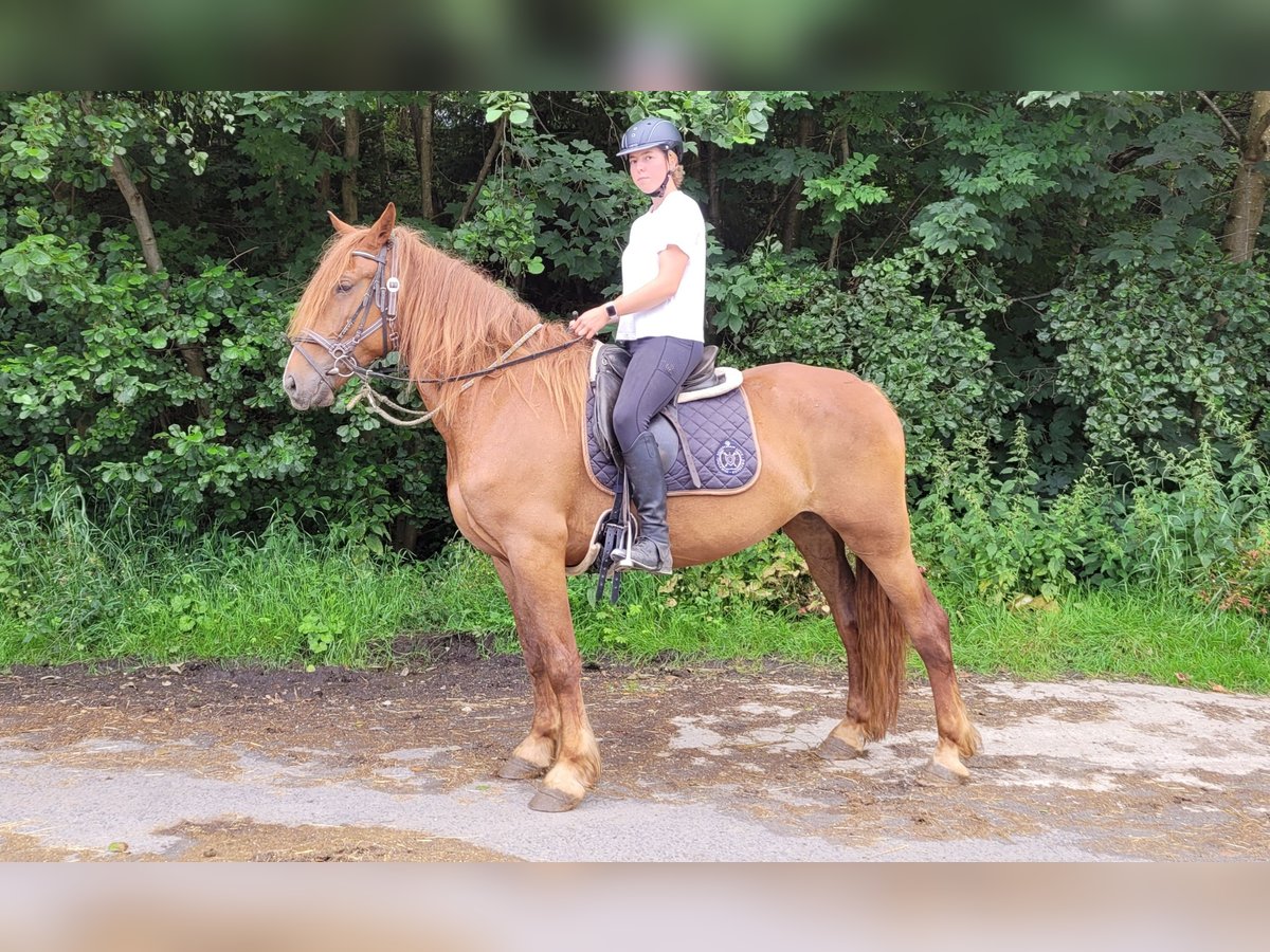 Más caballos centroeuropeos Yegua 6 años 160 cm Alazán in Großalmerode