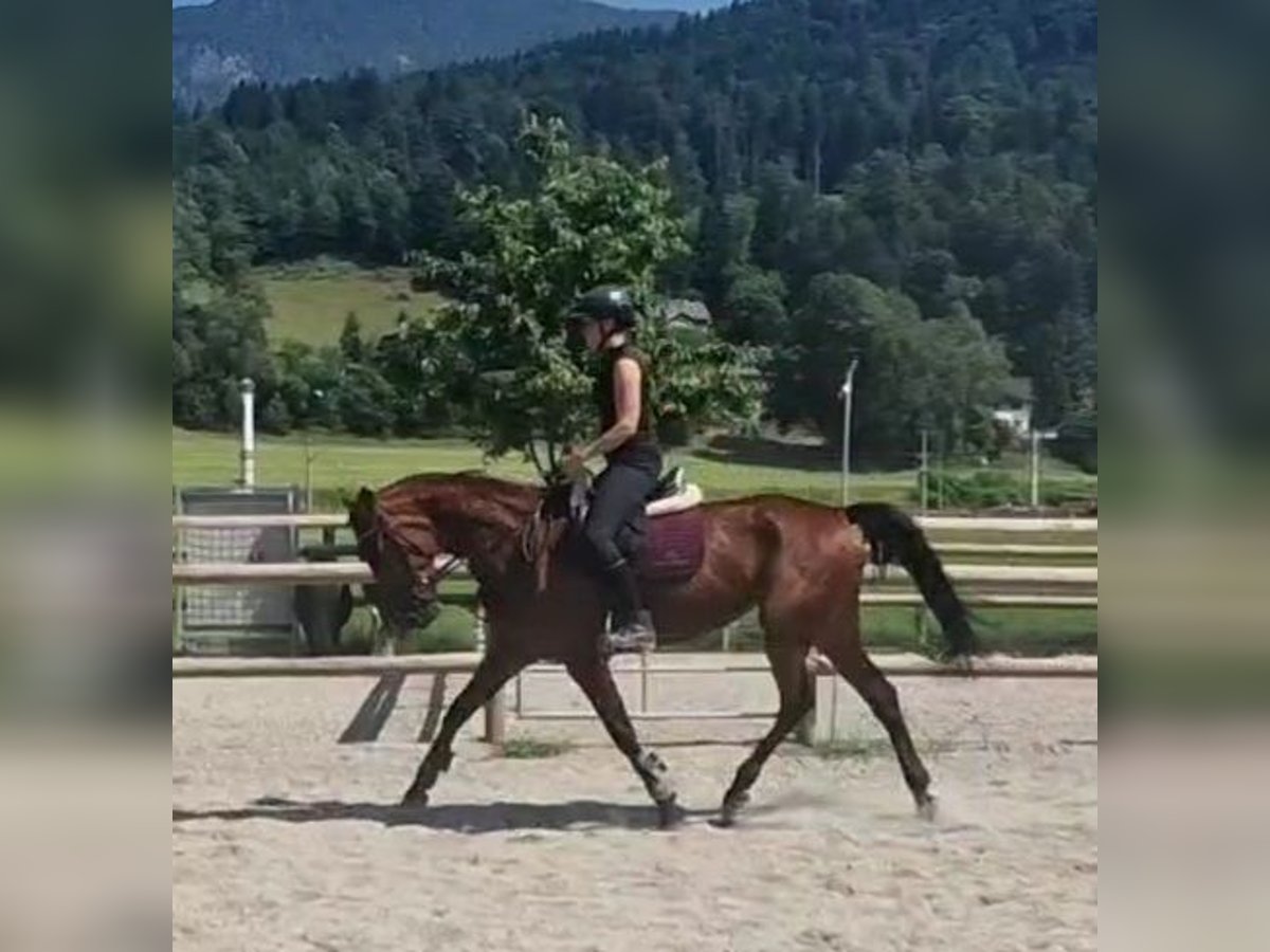 Más caballos centroeuropeos Yegua 6 años 164 cm Castaño in GUMMERN