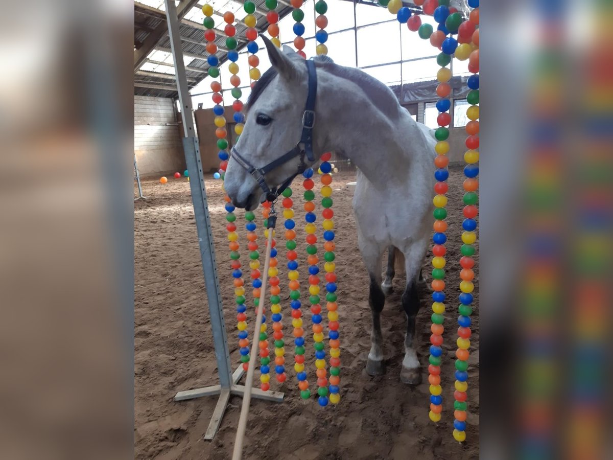 Más caballos centroeuropeos Yegua 6 años 164 cm Tordo in Euskirchen