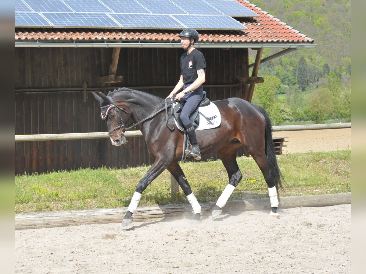 Más caballos centroeuropeos Yegua 6 años 170 cm Castaño in Wellheim