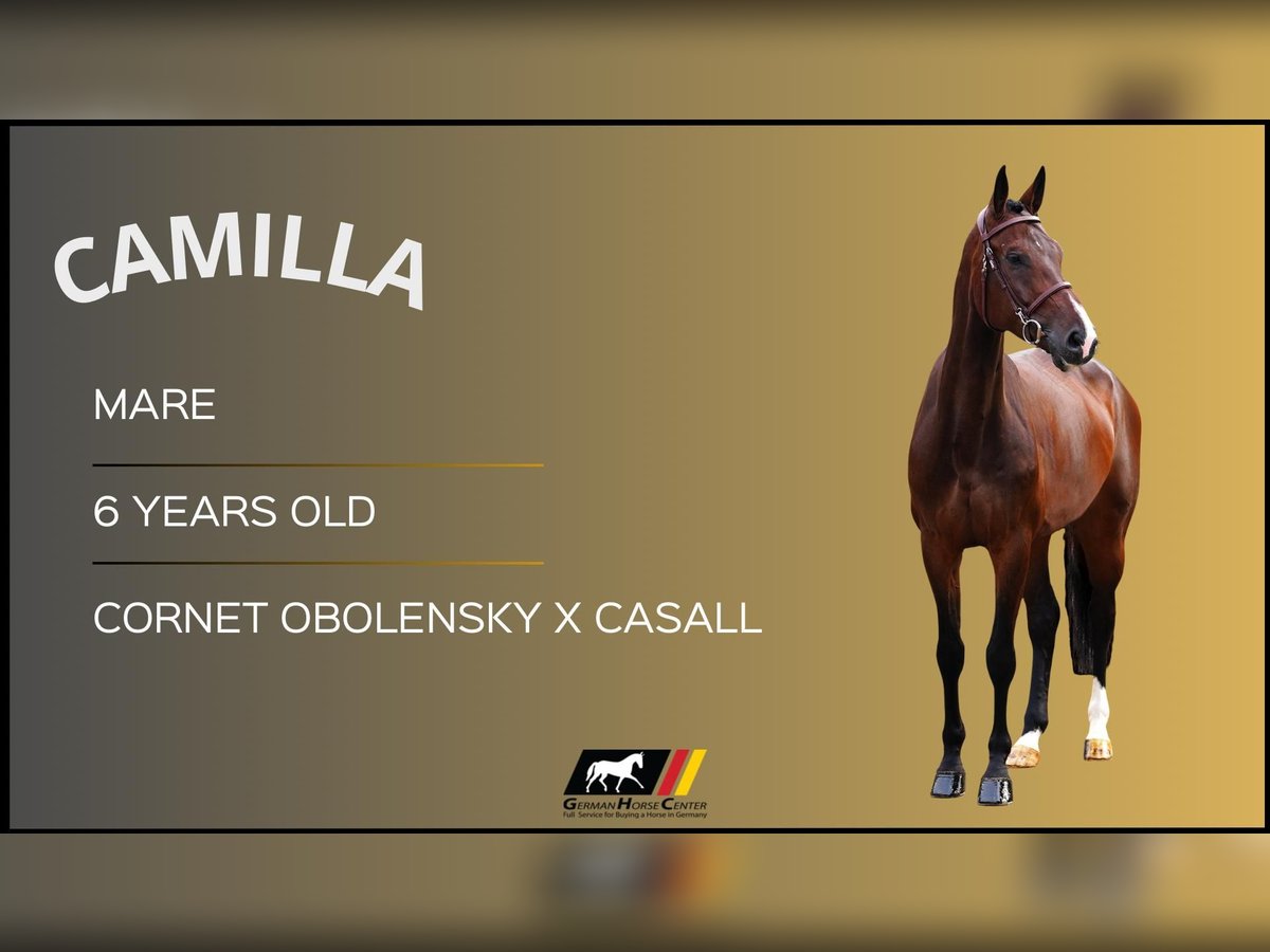 Más caballos centroeuropeos Yegua 6 años Castaño oscuro in Z&#xFC;lpich