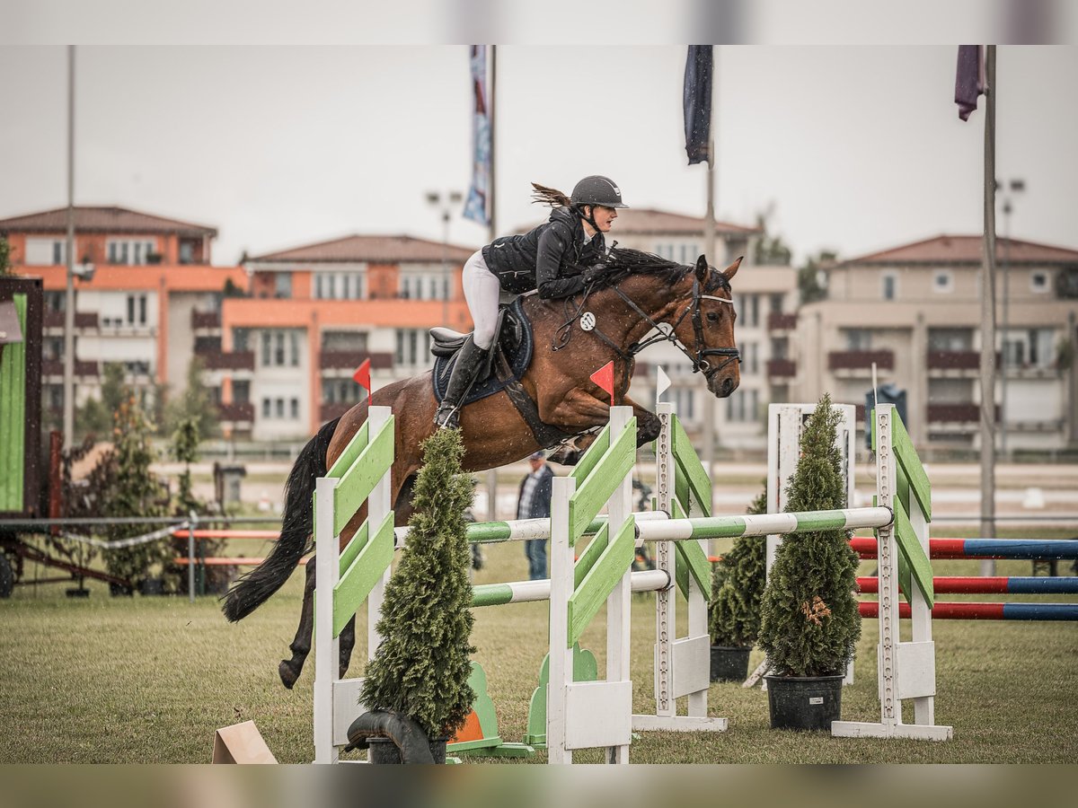 Más caballos centroeuropeos Yegua 7 años 158 cm Castaño in Gangkofen