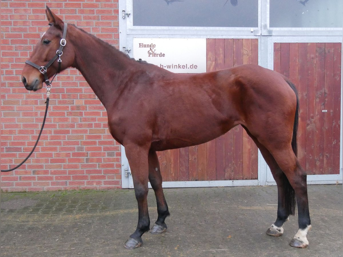 Más caballos centroeuropeos Yegua 7 años 165 cm Castaño in Dorsten