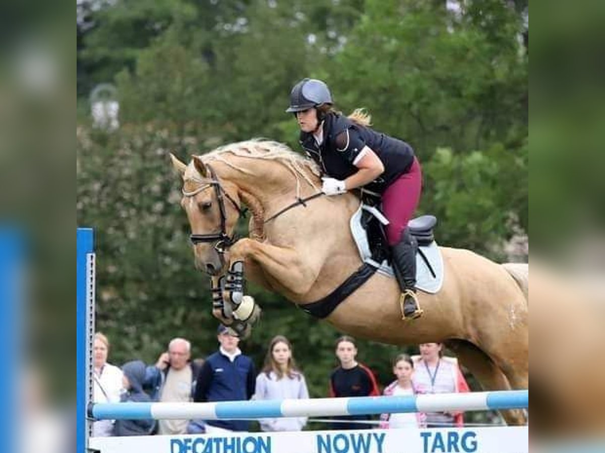 Más caballos centroeuropeos Yegua 7 años 165 cm Palomino in Gronków