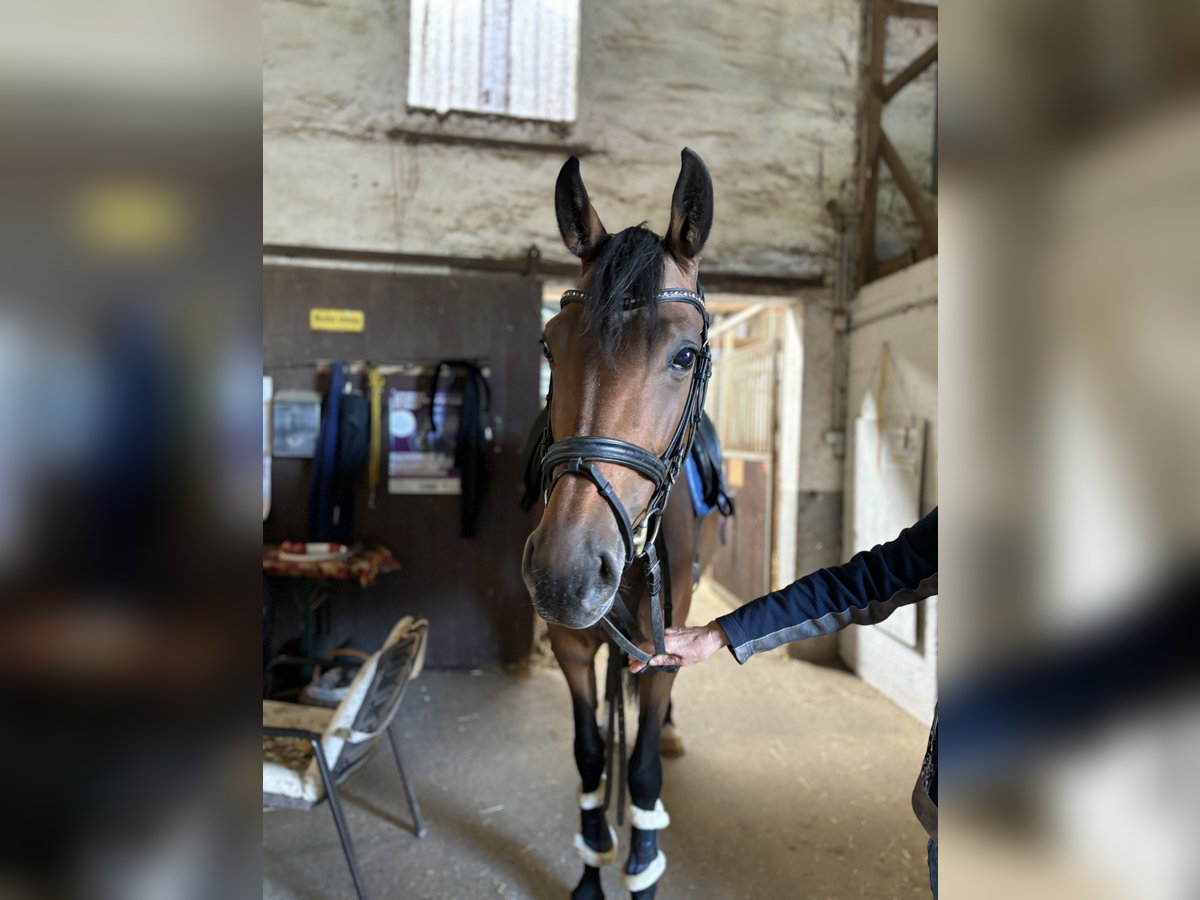 Más caballos centroeuropeos Yegua 7 años 170 cm Castaño in Neckarbischofsheim