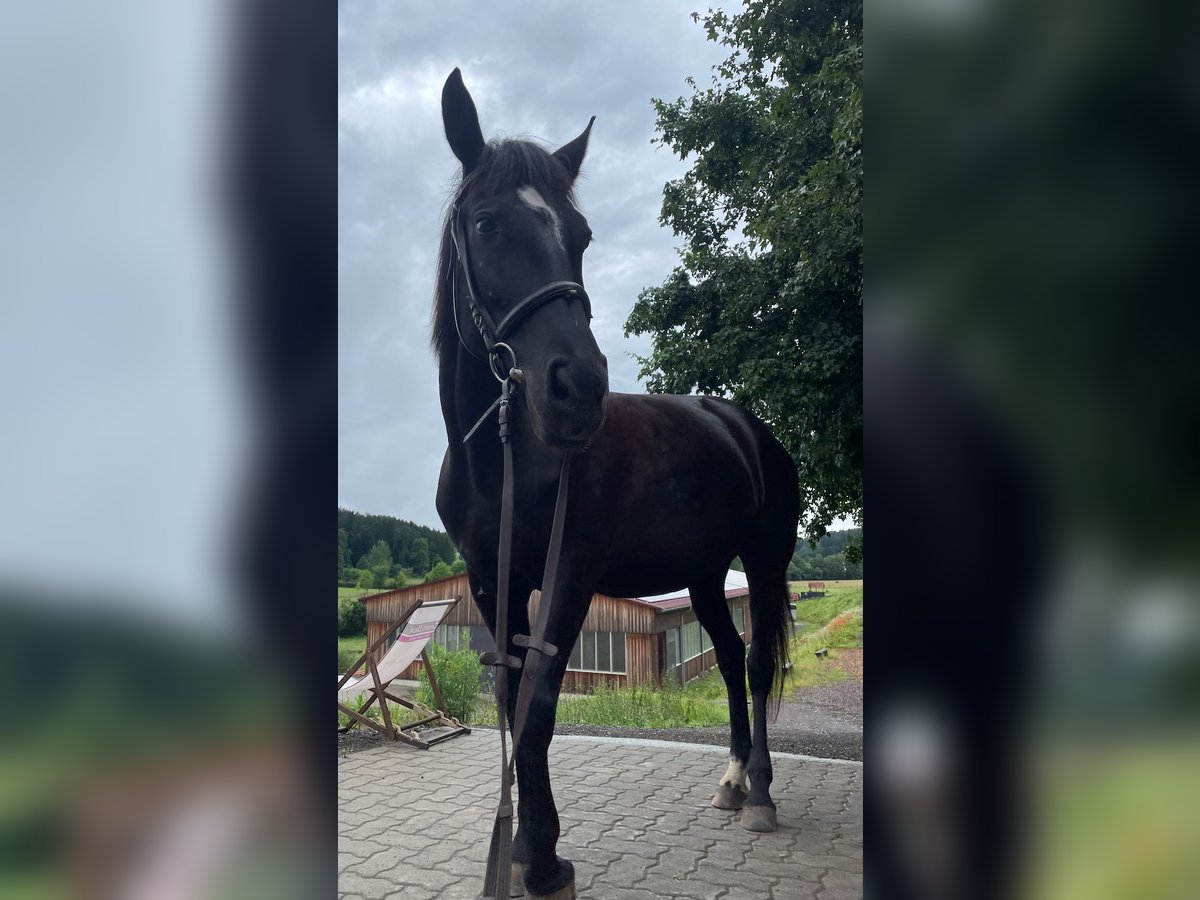 Más caballos centroeuropeos Yegua 7 años in Stainz