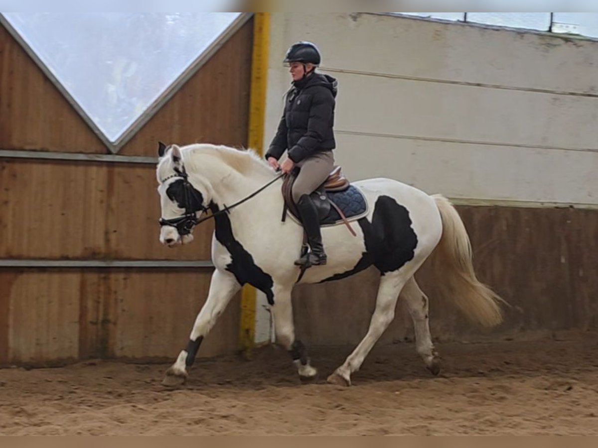 Más caballos centroeuropeos Yegua 8 años 155 cm Pío in Braunschweig