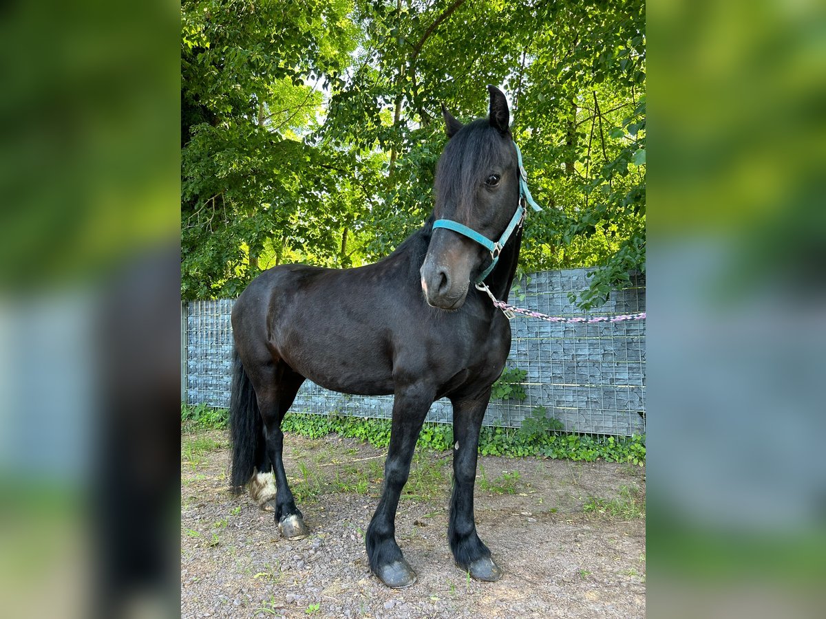 Más caballos centroeuropeos Yegua 8 años 156 cm Negro in Wittlich