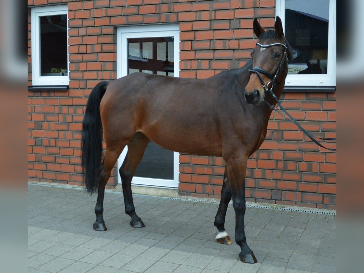 Más caballos centroeuropeos Mestizo Yegua 8 años 165 cm Castaño in Rheda-Wiedenbrück