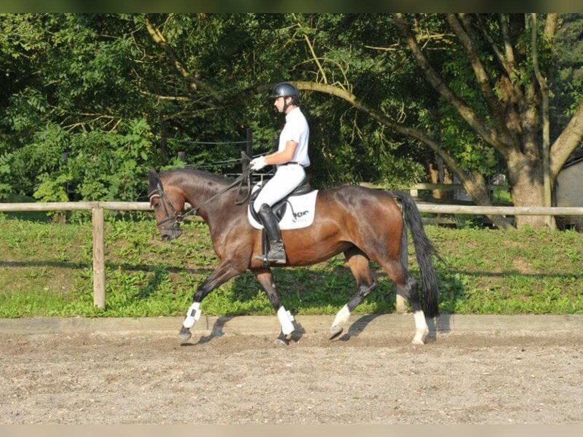 Más caballos centroeuropeos Yegua 8 años 168 cm Castaño oscuro in Wellheim