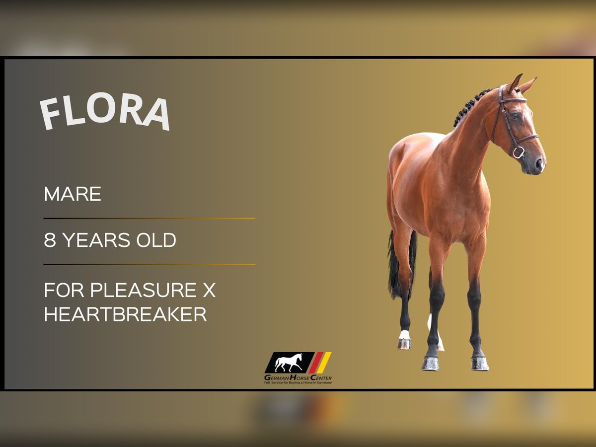 Más caballos centroeuropeos Yegua 8 años Castaño in Z&#xFC;lpich