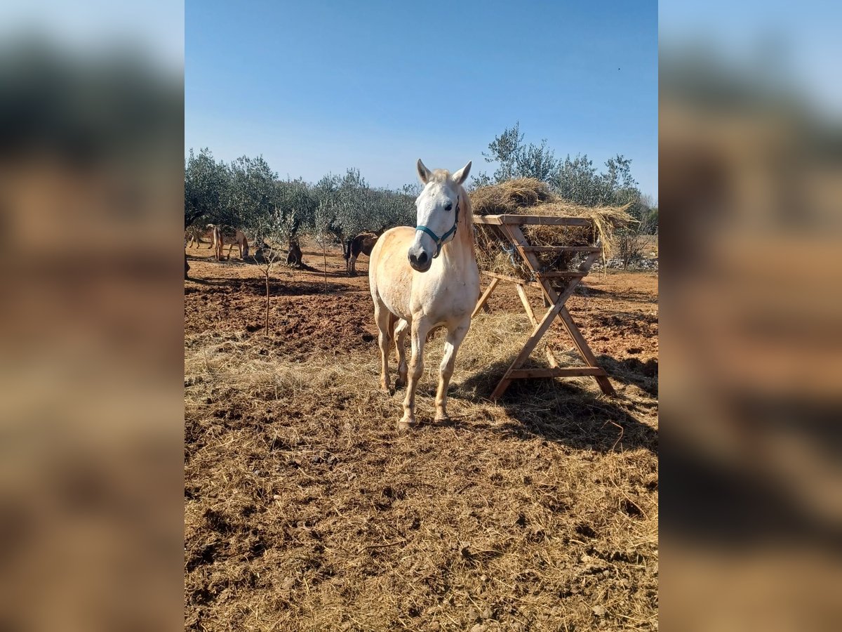 Más caballos centroeuropeos Yegua 9 años 158 cm White/Blanco in Bale