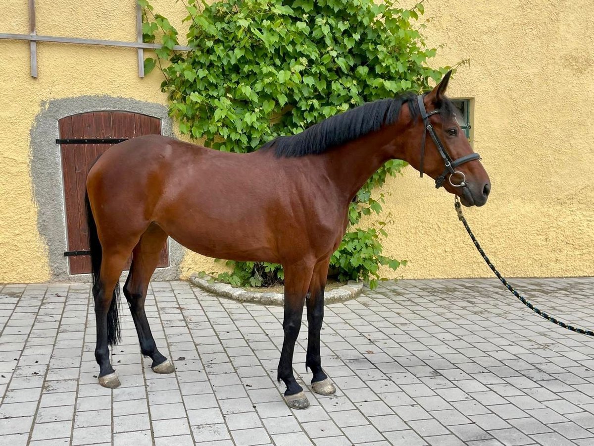 Más caballos centroeuropeos Yegua 9 años 163 cm Castaño in Wellheim