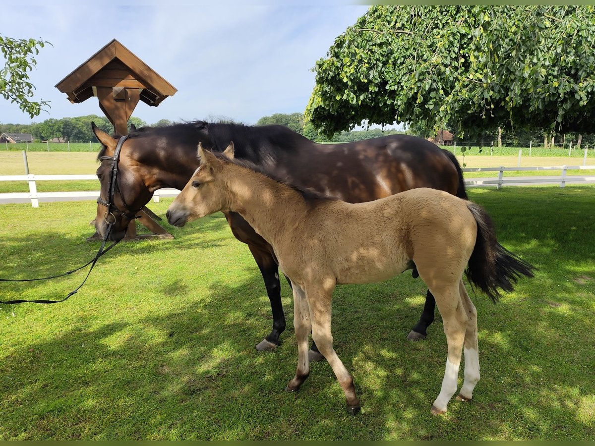 Más caballos centroeuropeos Yegua 9 años 163 cm Castaño oscuro in Bad Laer