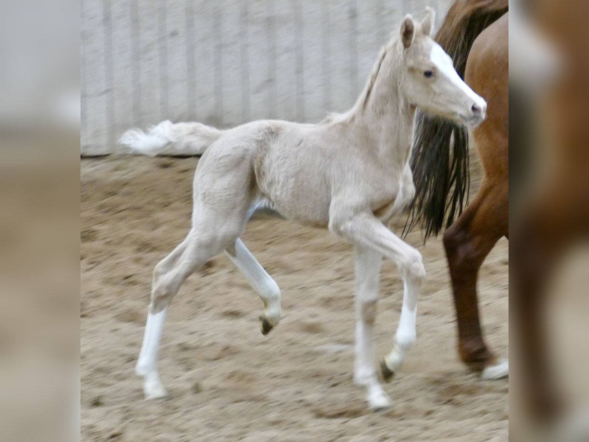 Más caballos centroeuropeos Yegua  168 cm Palomino in Borgentreich