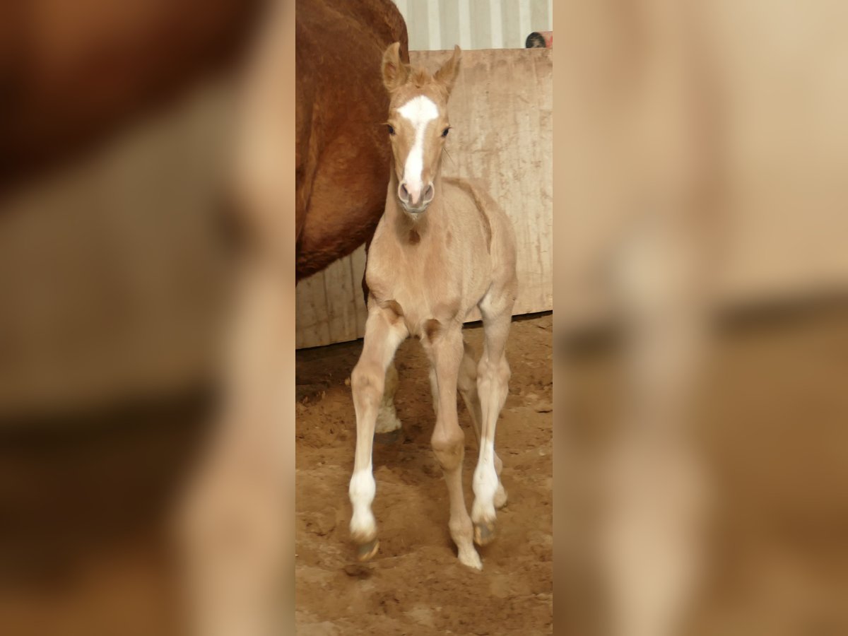 Más caballos centroeuropeos Yegua  168 cm Palomino in Borgentreich