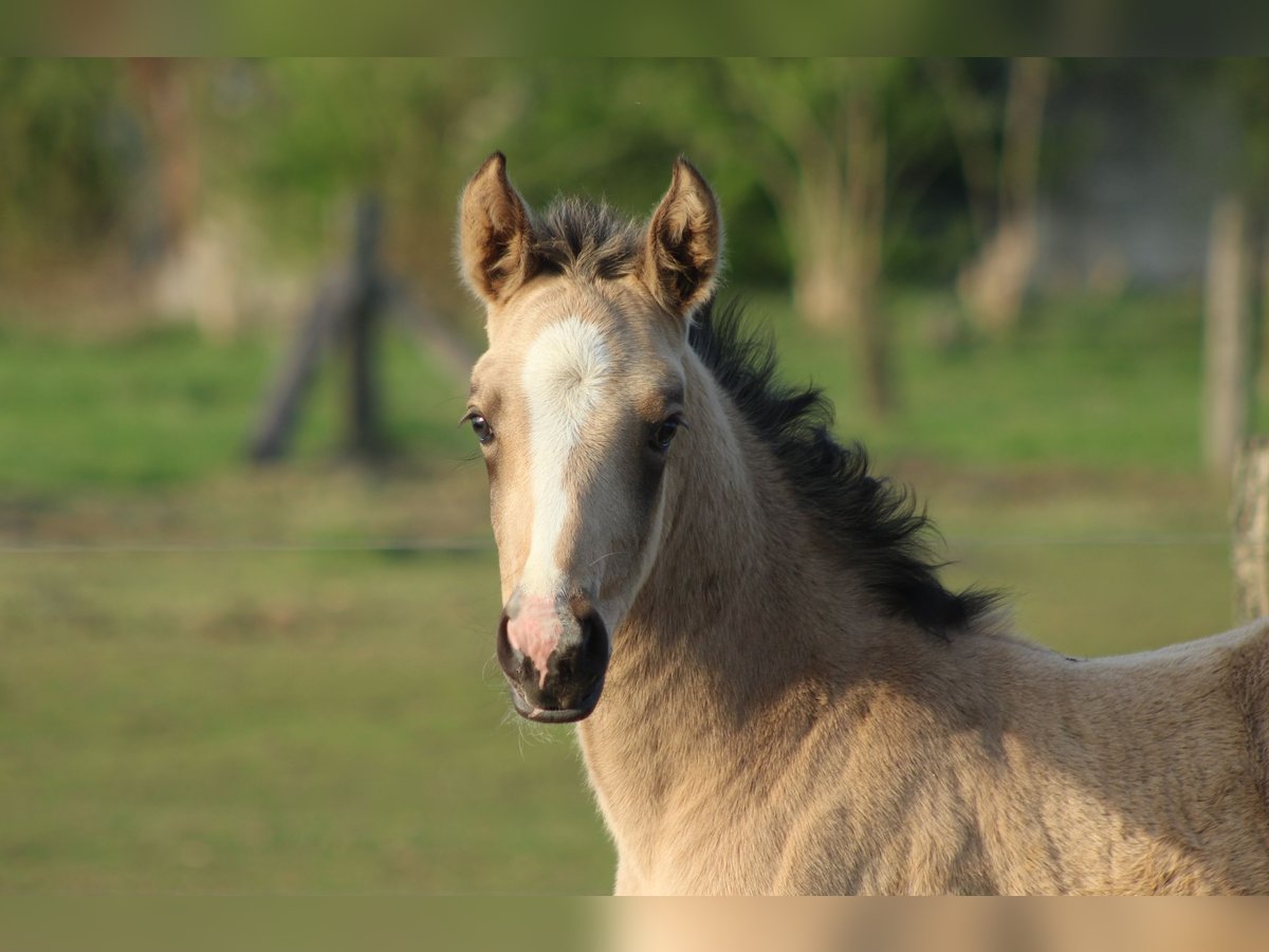 Más caballos centroeuropeos Yegua Potro (03/2025) Buckskin/Bayo in Hamminkeln