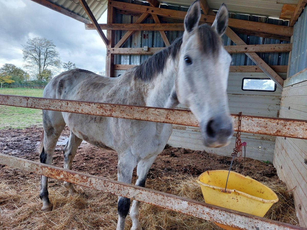 Más caballos de pura sangre Caballo castrado 10 años 168 cm Tordo in Ch&#xE2;teau-Gontier