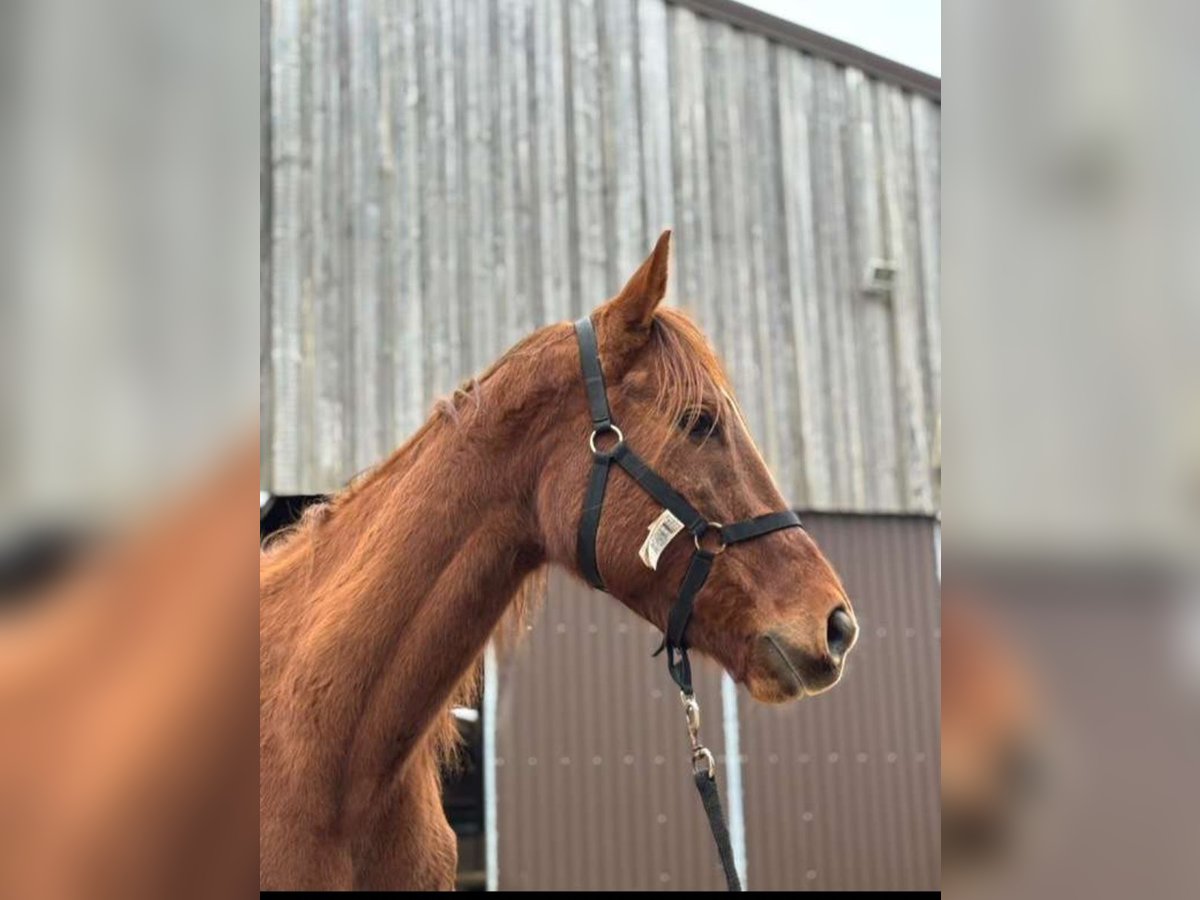 Más caballos de pura sangre Caballo castrado 10 años in Sedan