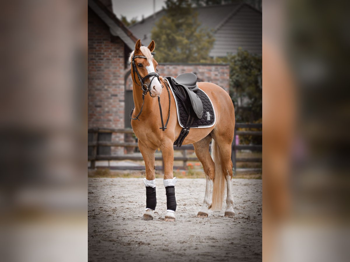 Más caballos de pura sangre Caballo castrado 11 años 147 cm Alazán in Issum