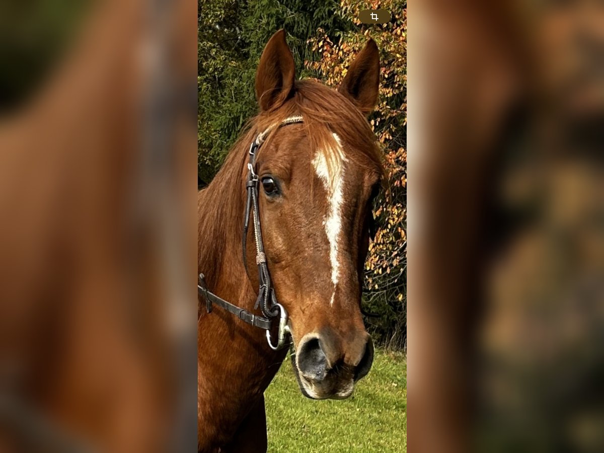 Más caballos de pura sangre Caballo castrado 16 años 155 cm Alazán in Pfarrkirchen