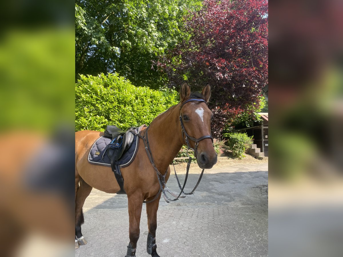 Más caballos de pura sangre Caballo castrado 18 años 158 cm Castaño claro in Aachen