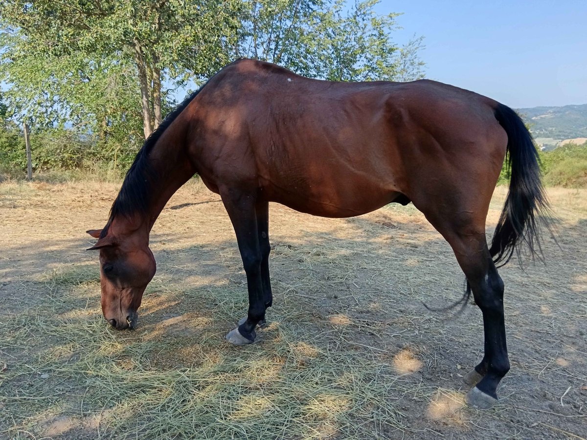 Más caballos de pura sangre Mestizo Caballo castrado 22 años 175 cm Castaño in bologna